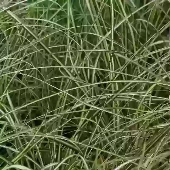 Carex Oshimensis Evergold Sedge 